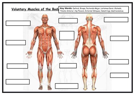 Click on the name of a muscle for a page about that muscle (works for most labels). GCSE PE - Label Blank Muscles -With Key Words - Edexcel ...