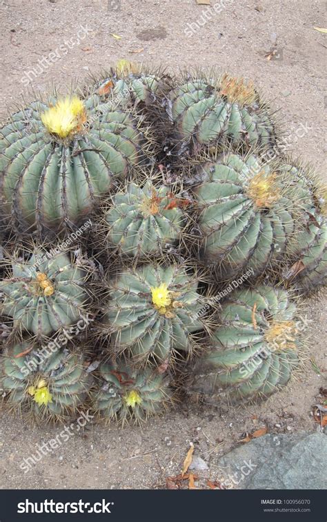 A cactus that is exposed to an excessive amount of light is often the cause of the plant turning yellow. A Cluster Of Mini Barrel Cactus Blooms With Yellow Flowers ...