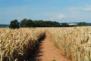 Path Across A Wheat Field © John Winder Cc By Sa20 Geograph