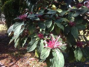 Also knows as florida clover ash or west indian lilac, this florida native can be grown to be a small. identification - What is this tree/shrub in my Florida ...