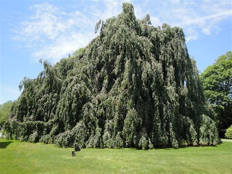 European Weeping Beech One Of The Many Exotic Trees Planted In The