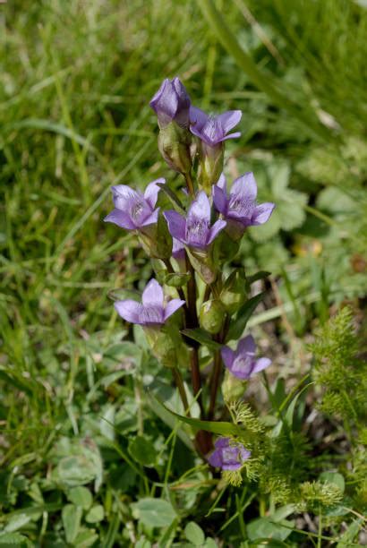 Gentian Violet Stock Photos Pictures And Royalty Free Images Istock