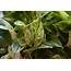 Pothos Plant Care And Growing Guide