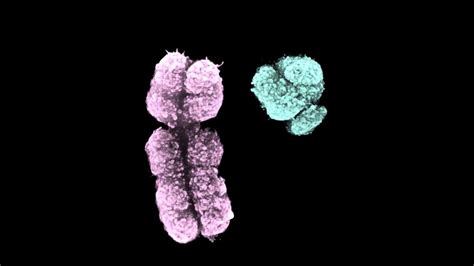 Unraveling the Secrets of the Male Y Chromosome: Implications for