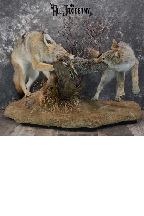 2 Full Body Coyotes With Rabbit Taxidermy Mount 1659