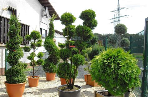 Es gibt eine ganze reihe arten, die sich wunderbar zum bonsai erziehen lassen und das ganze jahr über im freien stehen können. Pin auf Garten