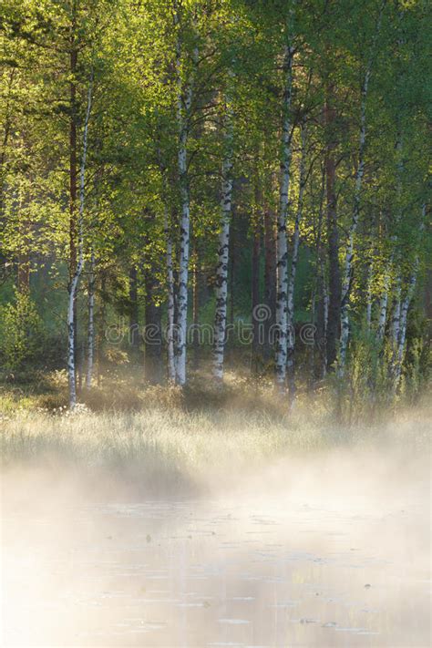 Small Forest Pond At Sunrise Stock Image Image Of Pond Landscape