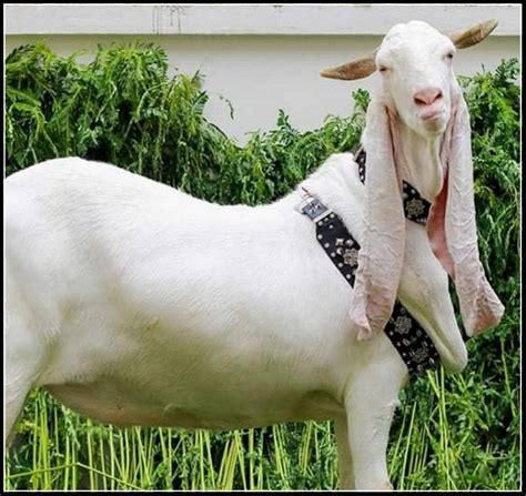 Qurbani 2015 rohit's shada pahar. Eid-ul-Azha Bakra 2015 Photo - Shehar-e-Karachi | News ...