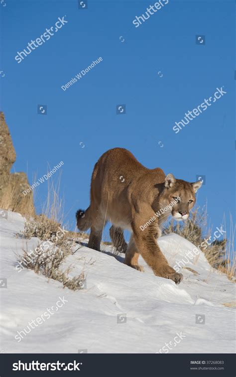 Mountain Lion Looking Prey Stock Photo 37268083 Shutterstock
