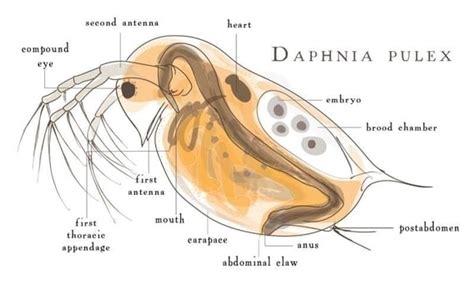 Daphnia A Full Overview Microscope Clarity