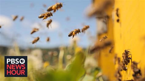 As Bee Populations Decline Can Technology Help Fill The Gap Youtube