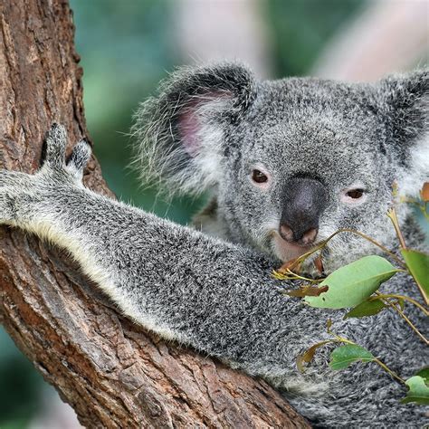 Lone Pine Sanctuary World S Largest Koala Sanctuary Artofit
