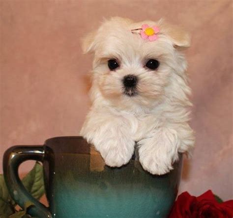 Search through thousands of adverts for puppies & dogs for sale in the uk, from pets4homes, the uks most popular free pet classifieds. YorkiePoo Puppies For Sale | Louisville, KY #66049