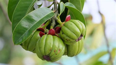 all you need to know about sri lanka s garcinia cambogia