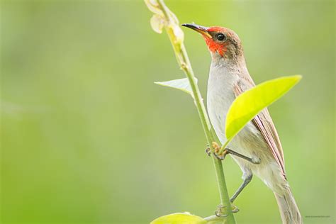 Red Headed Honeyeater Louise Denton Flickr