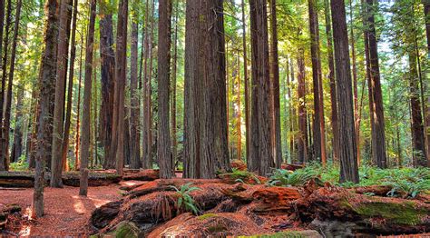 Redwoods In Humboldt County Avenue Of The Giants 500 Mile Belt