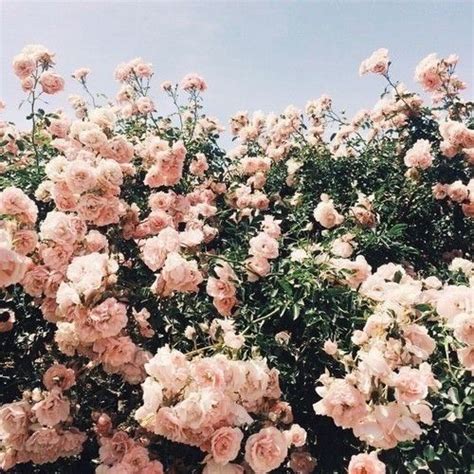 Angel aesthetic classy aesthetic nature aesthetic aesthetic colors flower aesthetic aesthetic images aesthetic collage aesthetic vintage pastel soft pink background, silk fabric pattern. Pretty in pink (With images) | Flower aesthetic, Love ...