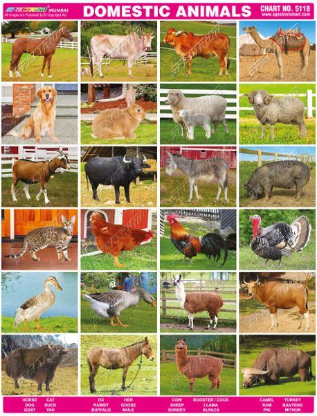 Domestic Animals Chart