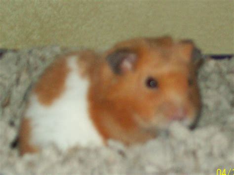 My Old Class Teddy Bear Hamster Nibbles Hamsters Photo 6472324
