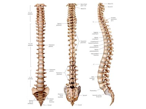 Bones in human body is the solid structure that helps in making the physical appearance of the body. The spine | Anatomy of the spine - Anatomy-Medicine.COM