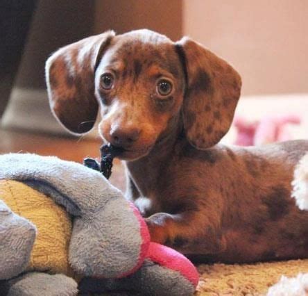 If both of the parents have papers, the puppy will command a much higher premium. so much cuteness! | Dachshund love, Dachshund, Dachshund ...
