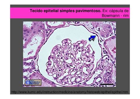 Tecido Epitelial Simples Pavimentoso Histologia I