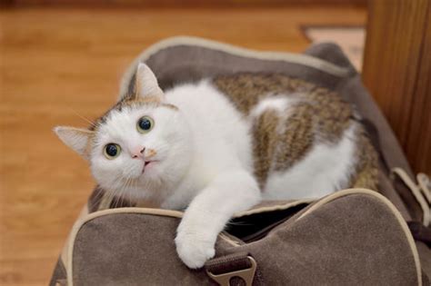 Pet friendly hotels in seattle, washington: 10 Cat-Friendly Hotels & Motels