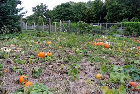 Harvesting the Season's Pumpkins - The Martha Stewart Blog