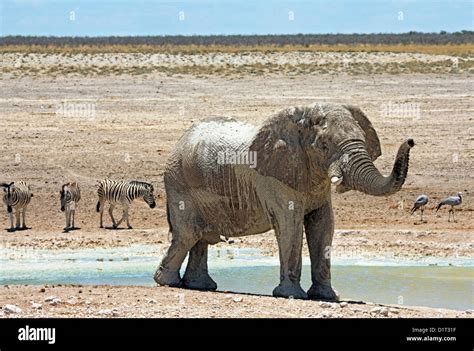 A Large Bull Elephant At A Waterhole In Etosha National Park Namibia