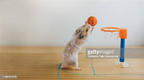 Hamster Ball Stockfotos En Beelden Getty Images