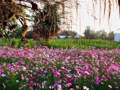Bộ Sưu Tập Hình ảnh Vườn Hoa đẹp Top Hơn 999 Hình ảnh Vườn Hoa đẹp