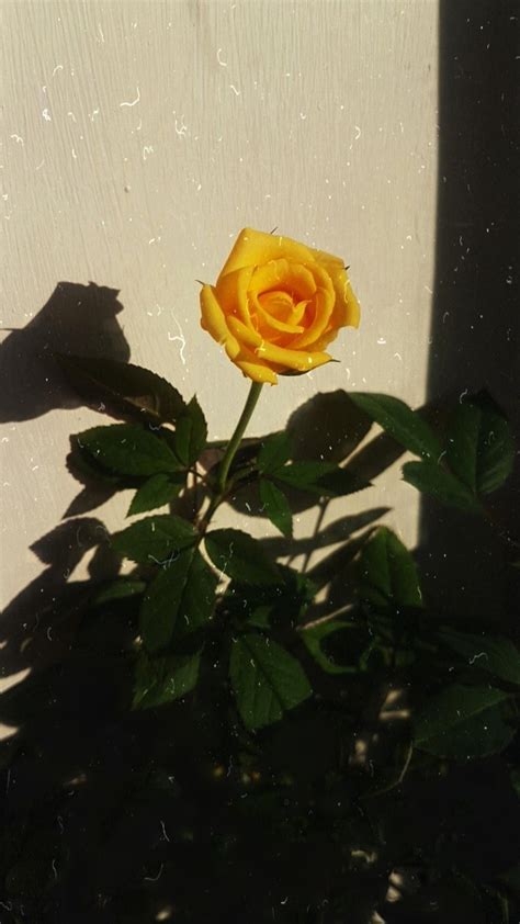 Yellow Rose Wallpaper Aesthetic Yellow Rose Stock Photo Image Of
