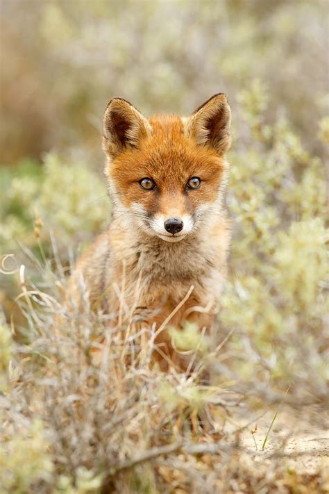 Cute Red Fox Kit Photograph By Roeselien Raimond