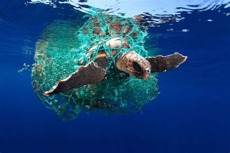 Why Do Turtles Get Trapped In Marine Debris So Often Divebase Blog