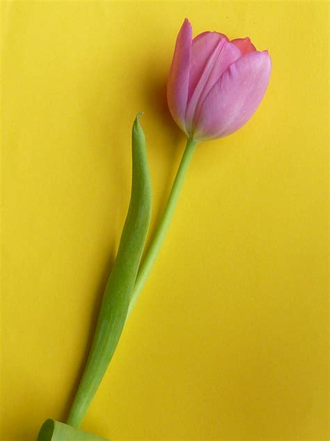 Single Tulip Flower On Yellow Surface Creative Commons Stock Image