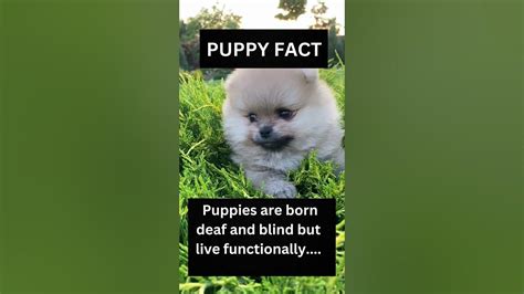 Puppy Facts Youtube