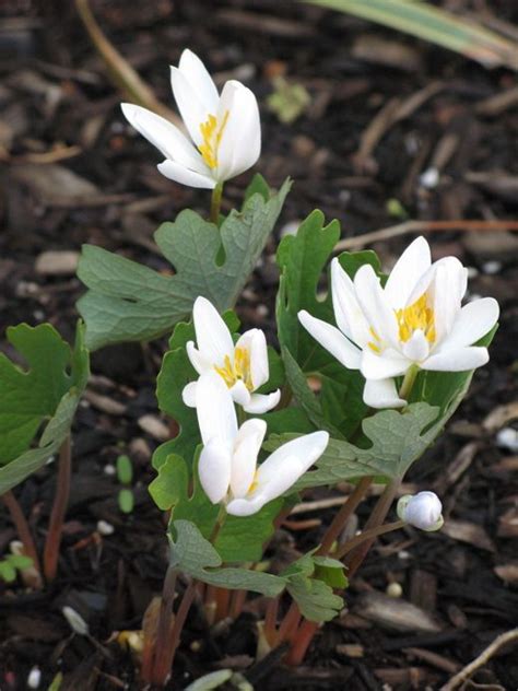 Bloodroot Is A Wonderful Spring Flower Of Pennsylvania Plants