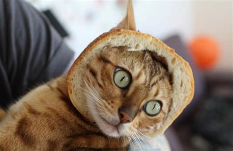 Cat Sandwich The Ballast