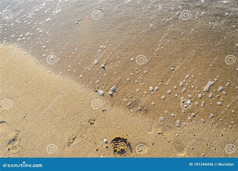 Colored Sea Shell Standing In The Golden Beach Sand Close Up Stock