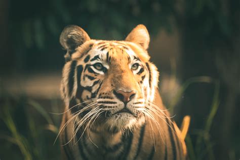 Bakgrundsbilder Vilda Djur Och Växter Ryggradsdjur Bengalisk Tiger