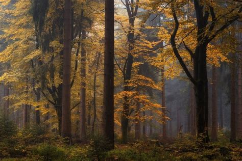 Autumn In The Forest Bavarian Rhön Nature Park Germany By Heiko