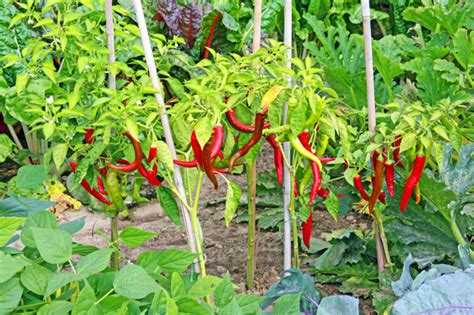 Diese pflanzen benötigen nur genügend platz, licht und luft. Paprika und Chilis selbst anbauen