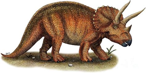 Top 10 Ceratopsians