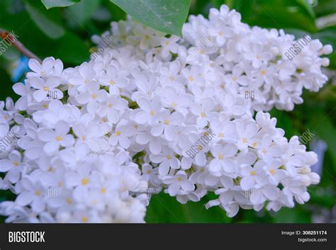 White Lilac Shrub Image And Photo Free Trial Bigstock