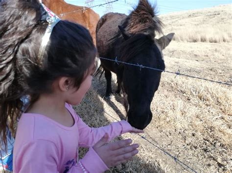 Noah's ark's primary focus is consumer education. Noah's Ark Petting Farm hosts fun run for charity - Ridge ...