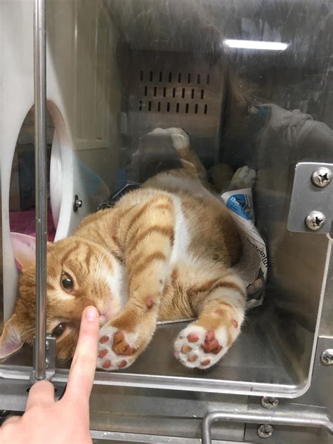 Just another reminder to adopt a furever friend! : r/cats