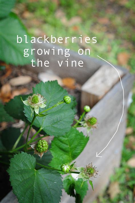 Blackberry Blooms Raised Urban Gardens Growing Blackberries Edible