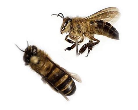 Different Types Of Honey Bees Species And Characteristics