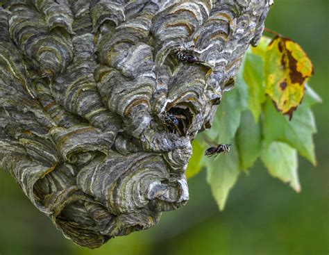 Bald Faced Hornet Photograph By Brian Stevens Pixels