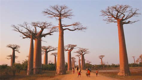 I Fell In Love With Madagascar And Its Sacred Trees